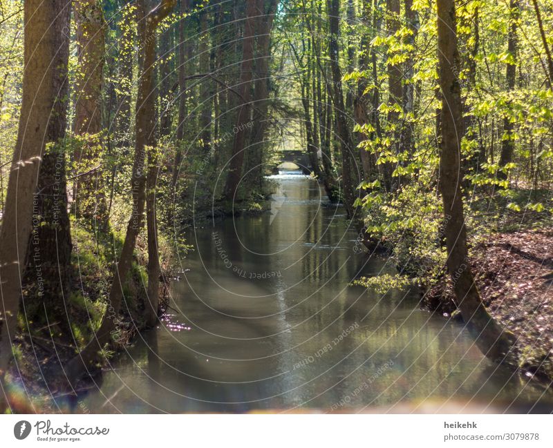 Water in the forest Harmonious Relaxation Hiking Nature Plant Sunlight Summer Beautiful weather Tree Forest Brook Augsburg Germany Europe Bridge Positive Brown