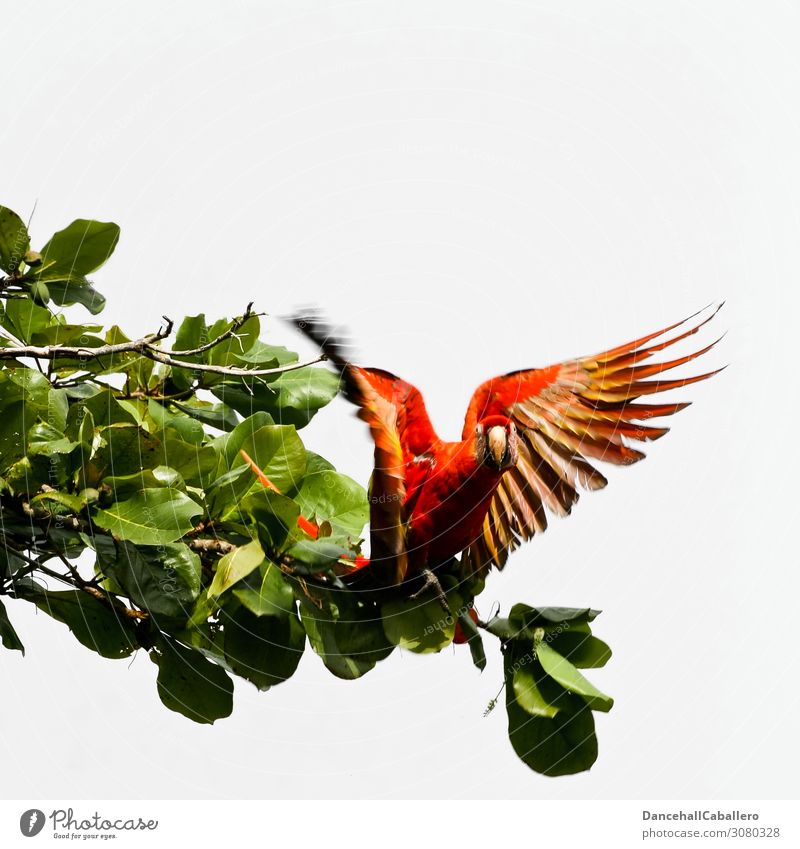 ara macao... Nature Animal Tree Bird Wing Macaw Parrots 1 Flying Free Curiosity Beautiful Multicoloured Red Love of animals Go-getter Departure Branch