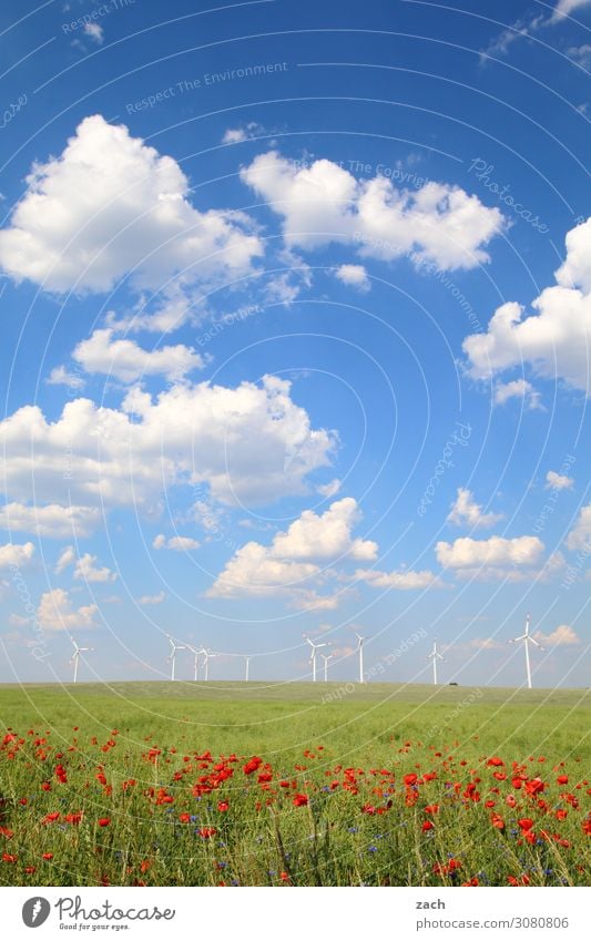 field study Energy industry Renewable energy Wind energy plant Nature Plant Sky Clouds Spring Summer Beautiful weather Grass Blossom Foliage plant