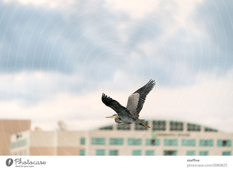 grey heron Wild animal 1 Animal Flying Grey heron Heron Building Clouds Wing Animal portrait Colour photo Exterior shot Copy Space left Copy Space right