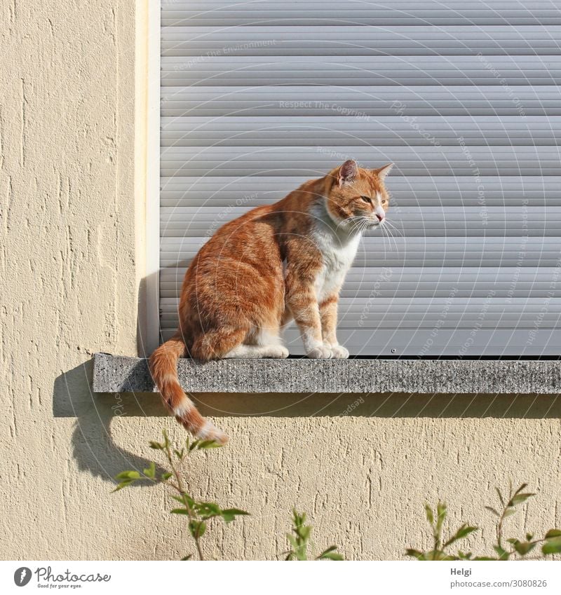 red tabby cat sitting outside on a windowsill in the sunshine Plant Small Town House (Residential Structure) Wall (barrier) Wall (building) Window