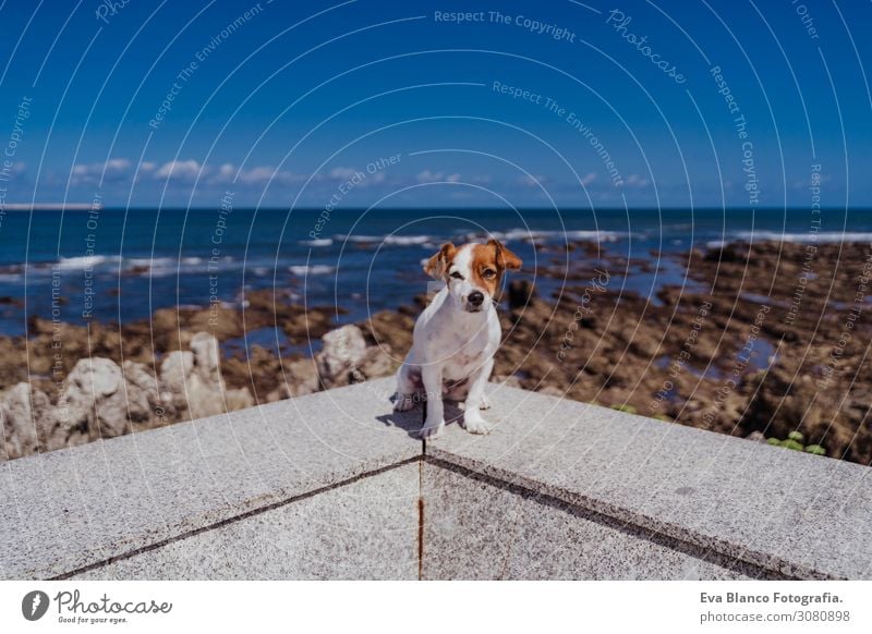 cute small jack russell terrier sitting outdoors looking at the camera. Ocean and rocks background on a sunny day. Pets outdoors and lifestyle. Summer concept