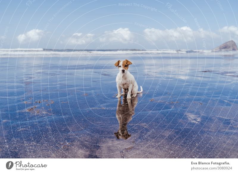 cute small jack russell terrier dog at the beach looking at the camera. Reflection on water sea. Pets outdoors and lifestyle. Summer concept Sunset adoption Dog