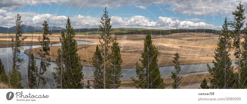 Panorama of the Yellowstone River Nature Landscape Plant Animal Summer Autumn Tree Field Forest Hill Brook Yellowstone Nationalparc Bison Buffalo