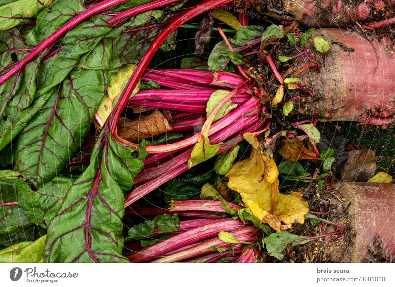 Beets Food Vegetable Nutrition Organic produce Vegetarian diet Diet Lifestyle Healthy Healthy Eating Garden Kitchen Cook Environment Nature Plant Leaf To feed