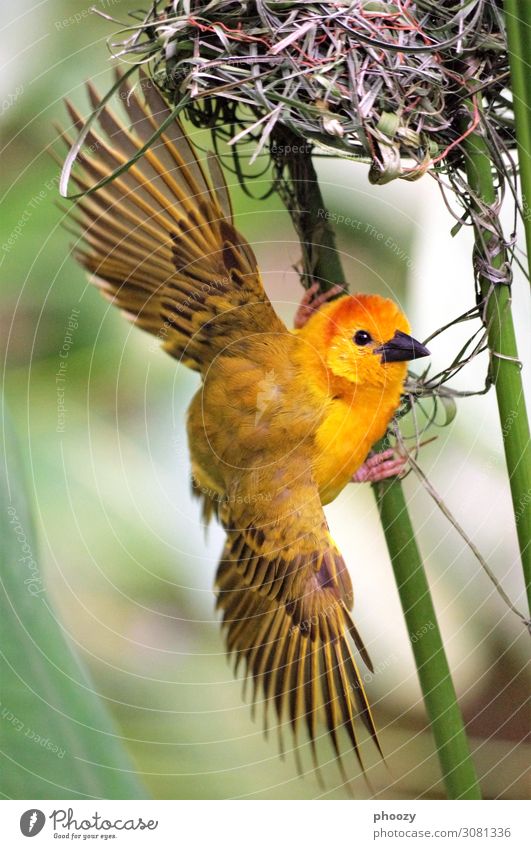 weaver bird Virgin forest Animal Wild animal Bird Zoo 1 Exotic Natural Eroticism Yellow Orange Colour photo Exterior shot Deserted Day Animal portrait