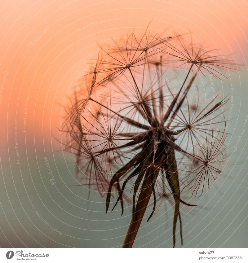 Umbrella in the evening light Environment Nature Plant Sky Sunrise Sunset Summer Blossom Wild plant Evening Seed Meadow Salsify Field Esthetic Moody Ease