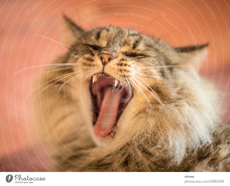 Yawning cat Beautiful Leisure and hobbies Playing House (Residential Structure) Carpet Animal Pet Cat Animal face Norwegian Forest Cat Cat's tongue 1 To enjoy