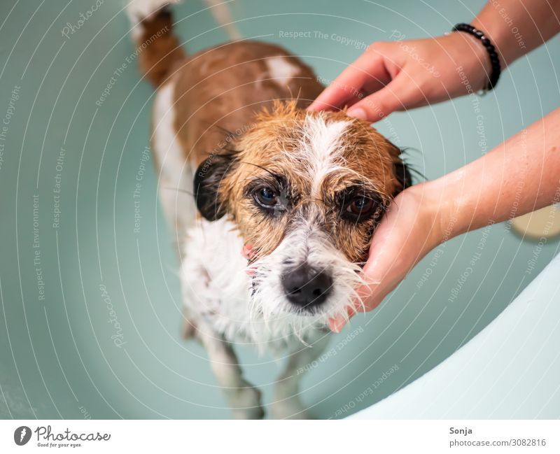 Hands with small mongrel dog in the bathtub Personal hygiene Wellness Well-being Relaxation Swimming & Bathing Bathtub Feminine Young woman Youth (Young adults)