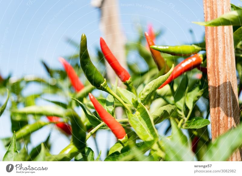 Carefully hot fiery pods. Food Vegetable Chili Organic produce Vegetarian diet Growth Exotic Green Red Pepper Tangy Fiery Balcony plant Gardener Colour photo