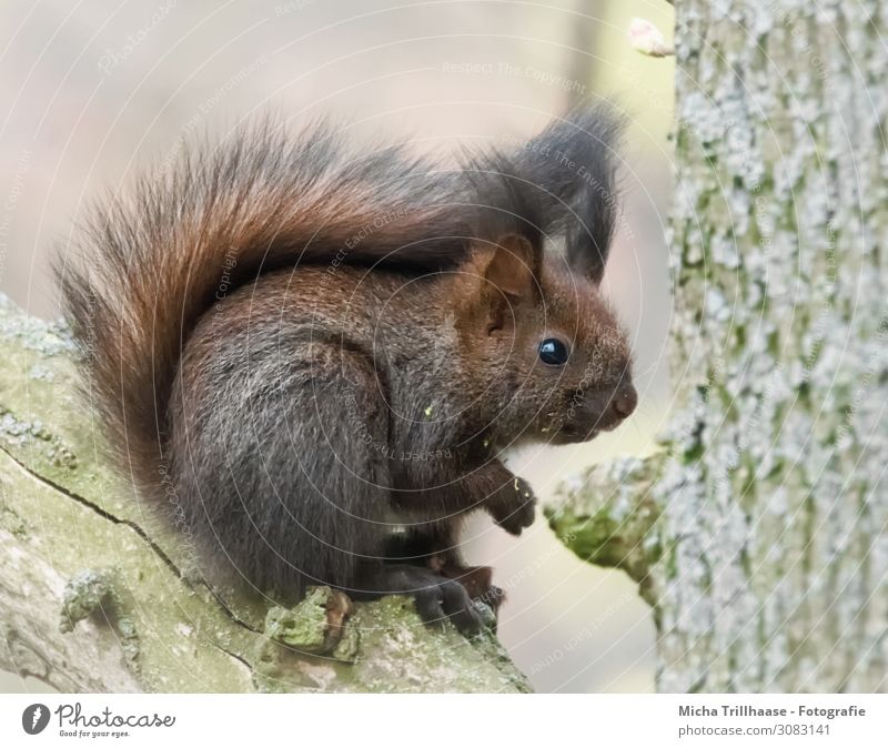 Young squirrel discovers the world Nature Animal Sunlight Beautiful weather Tree Forest Wild animal Animal face Pelt Claw Paw Squirrel Head Eyes Nose Ear Tails