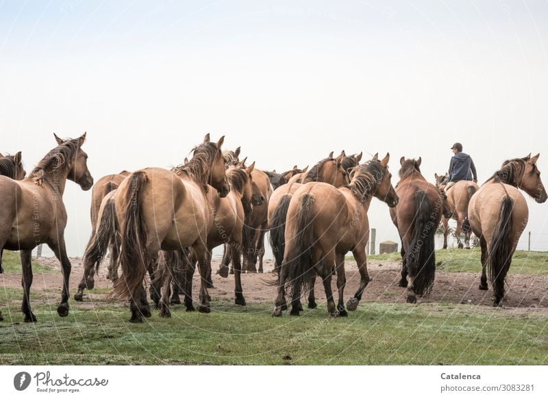 The herd of horses follows the young rider to the pasture Sky Keeping of animals Farm animal Willow tree Agriculture Free-range rearing Plant Grass Nature