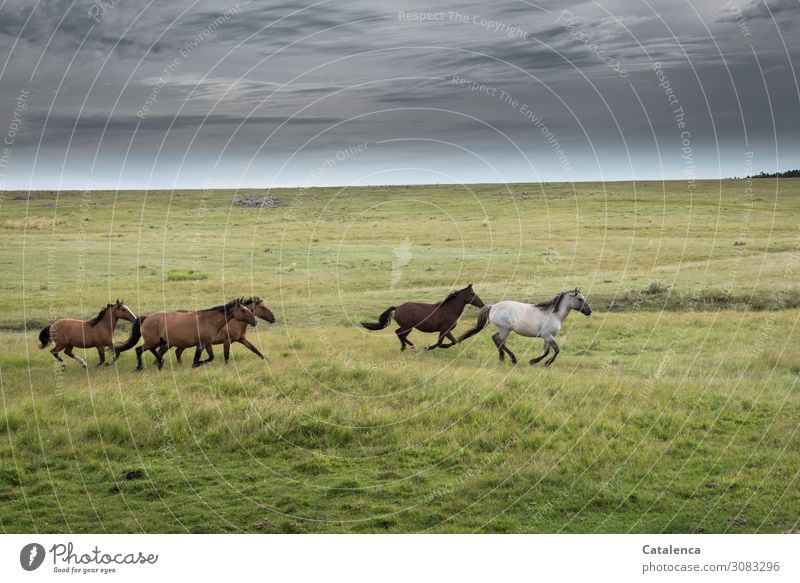 unattached Landscape Plant Animal Sky Clouds Summer Bad weather Grass Meadow Pampa Steppe Willow tree Horse Gray (horse) Black horse Group of animals Herd