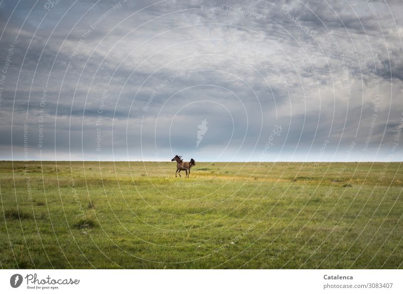 At a distance Nature Landscape Plant Animal Sky Clouds Horizon Summer Bad weather Grass Meadow Pampa Willow tree Steppe Farm animal Horse 1 Movement Walking