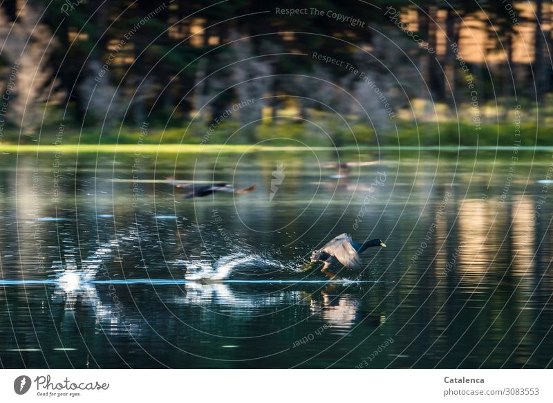 A coot running across the water, just before takeoff Nature Landscape Plant Animal Water Drops of water Summer Beautiful weather Tree Grass Aquatic plant Forest