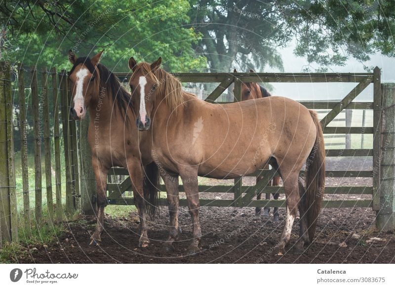 Three horses in the paddock look expectantly into the camera Nature flora fauna Animal Farm animal Horse Observe Stand pale Fence Goal Gate Plant Tree leaves
