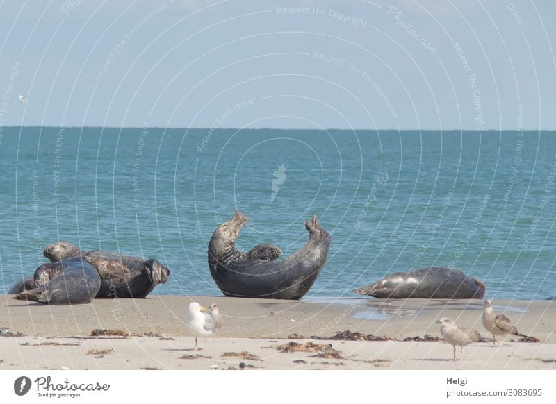 four grey seals and four seagulls on the beach on the dune of Helgoland in good weather Environment Nature Landscape Animal Water Summer Beautiful weather Beach