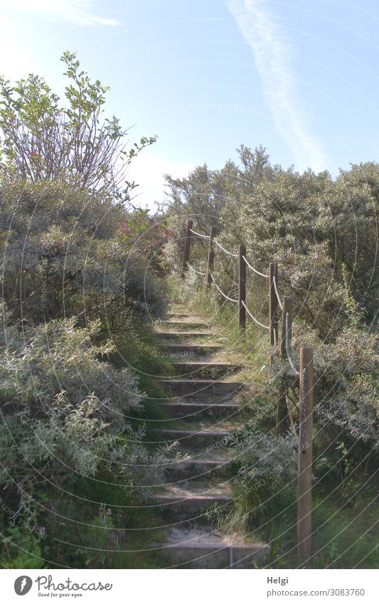 Path with a wooden staircase and railings between bushes in the dunes Environment Nature Landscape Plant Sky Sunlight Summer Beautiful weather Grass Bushes