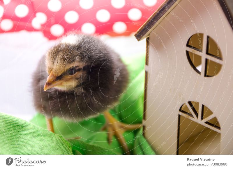 A baby brown chicken Animal Bird 1 Living or residing Small Brown Green Red White "chicken feathers wings house beak," Colour photo Interior shot