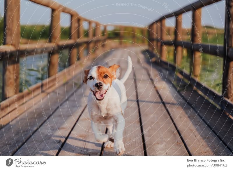 happy jack russell dog running on a wood pier at sunset Lifestyle Joy Leisure and hobbies Playing Vacation & Travel Trip Freedom Summer Sports Nature Sky Spring