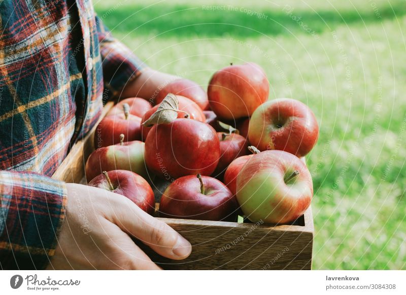 Man in plaid shirt holding wooden box with red apples Agriculture Apple Autumn Basket Box Diet Faceless Farmer Food Healthy Eating Fresh Grass Green Hand