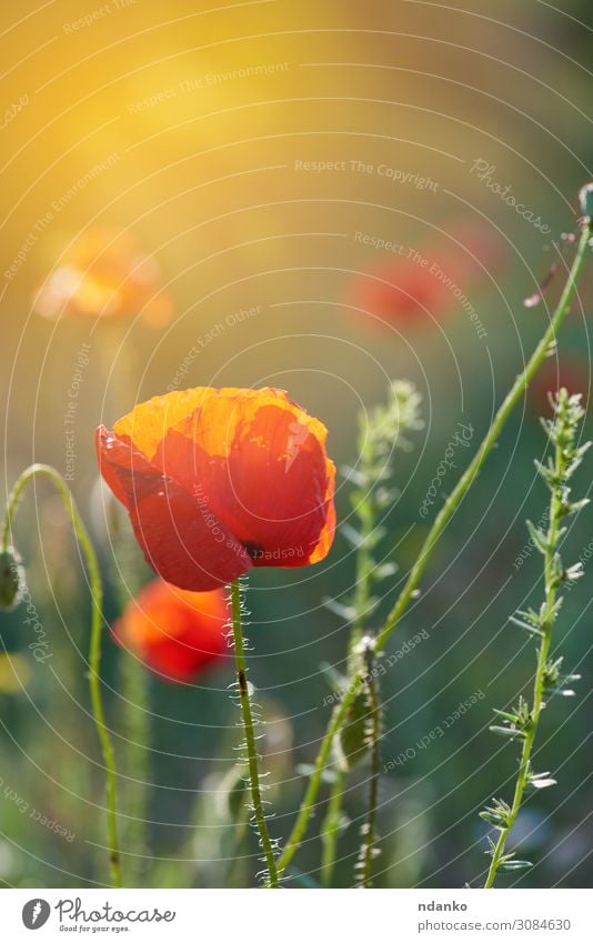 blooming red poppy in the sun, back side light Beautiful Summer Sun Garden Nature Landscape Plant Flower Grass Leaf Blossom Meadow Growth Fresh Bright Natural