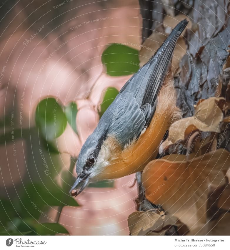 Nuthatch with a grain in its beak Nature Animal Sunlight Beautiful weather Tree Leaf Wild animal Bird Animal face Wing Eurasian nuthatch Head Beak Eyes Feather
