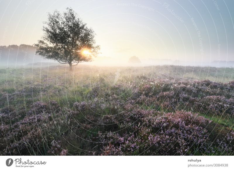 beautiful serene misty sunrise over meadows with flowering heather heathland tree oak purple fog dawn sunlight early morning summer tranquil flora bloom blossom