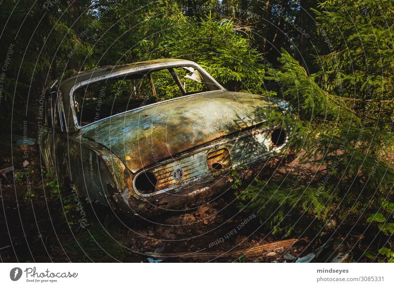 Car cemetery in the forest Vacation & Travel Forest Environment Nature Coniferous trees Old Dirty Historic Broken Sadness Loneliness Decadence