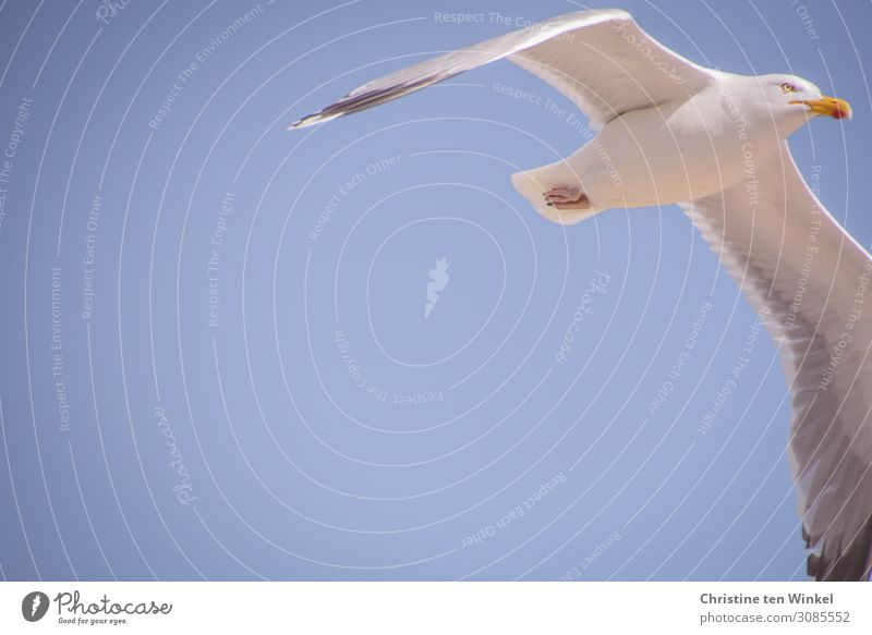 flying herring gull in front of blue sky with much text space left. frog's-eye view Silvery gull Sky Animal Wild animal Bird Animal face Grand piano Seagull 1