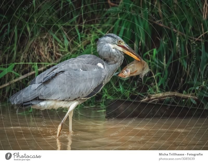 Grey heron with caught fish in its beak Nature Animal Water Sunlight Beautiful weather Grass Lakeside Wild animal Bird Fish Animal face Wing Heron Beak Eyes