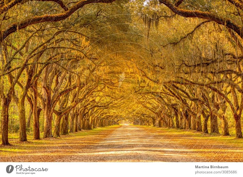 Old oak trees with spanish moss forming an alley Vacation & Travel Summer Nature Park Yellow landscape folio Orange green plantation wormsloe colorful autumn
