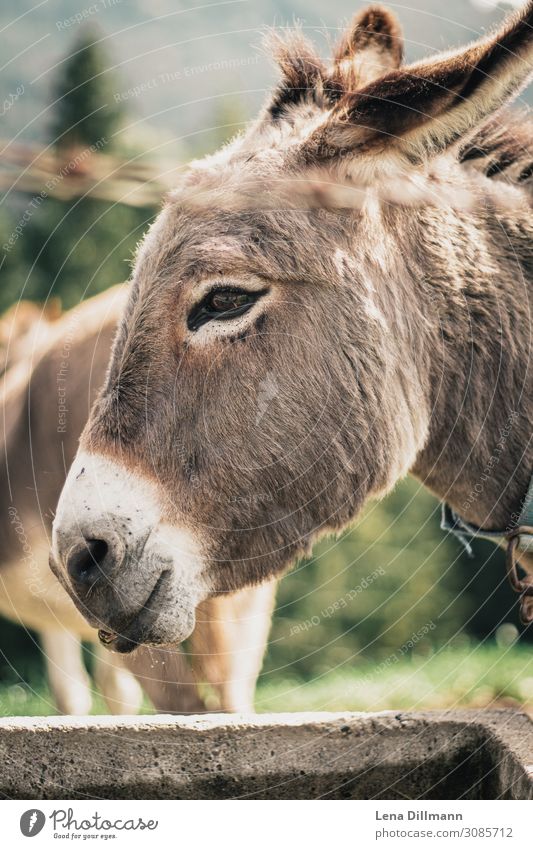 201809 Donkey Animal Farm animal Animal face Pelt Petting zoo Herd Drinking Allgäu christenings Germany alpine animals Colour photo Multicoloured Exterior shot