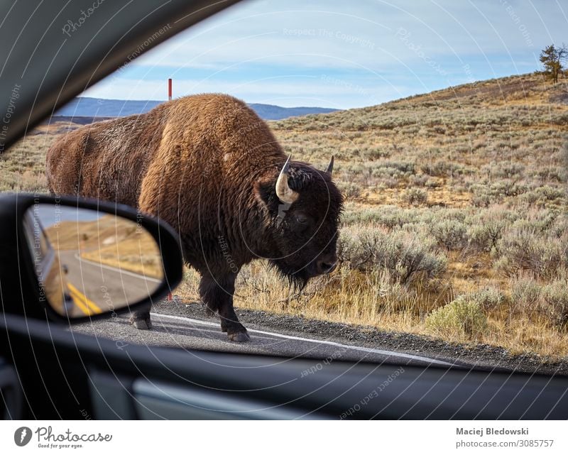 Encounter with an American bison on a road. Vacation & Travel Tourism Trip Adventure Safari Mirror Nature Animal Street Car Wild animal Fear Dangerous
