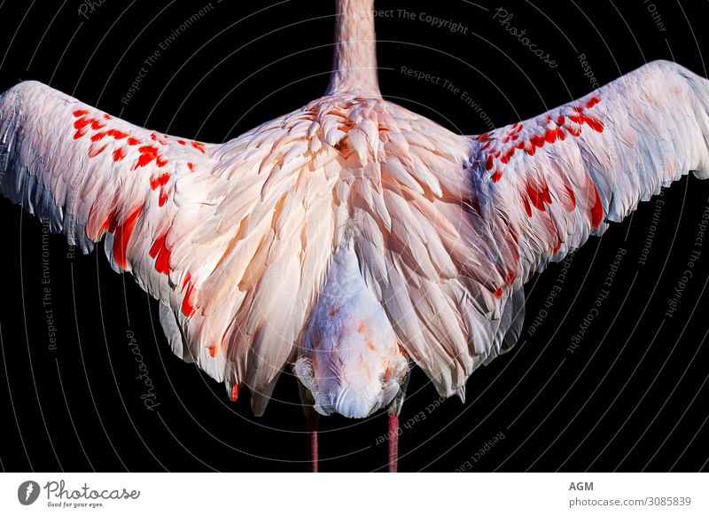Beauty & Beauty Nature Animal Flamingo Wing Esthetic Elegant Natural Beautiful Pink Red Black White Pride Conceited Movement Symmetry Background picture