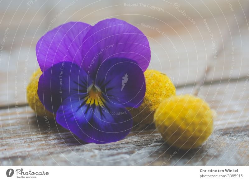 purple pansy flower and yellow dried flowers / Craspedia globosa lying on wooden background Plant Flower Blossom Pansy blosssom craspedia Esthetic Exceptional