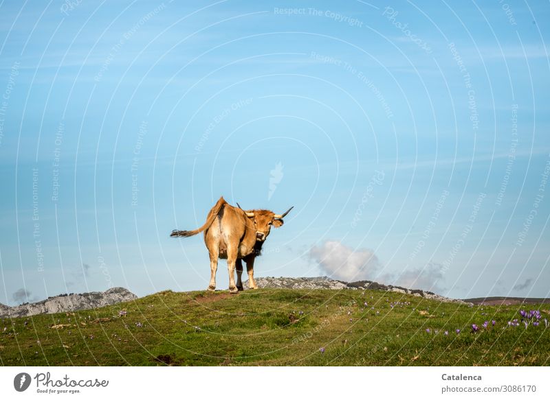 *1500* A little cow on the mountain pasture looks back and wags her tail Landscape Nature Animal Farm animal Cow mountains Horizon Sky Clouds Alpine pasture