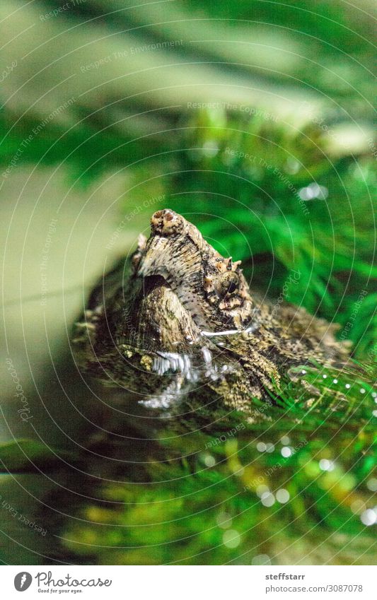 Alligator Snapping Turtle Macrochelys temminckii Baby Nature Animal Pond Animal face 1 Baby animal Green Dangerous turtle alligator snapping turtle Reptiles