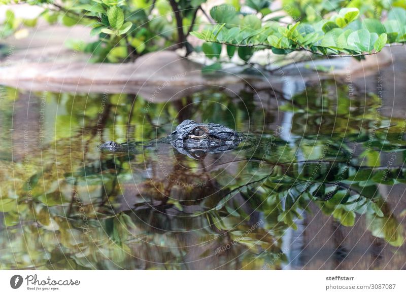 Baby Alligator peering through water in a pond Nature Animal Pond Animal face 1 Baby animal Gray Green Dangerous hatchling Reptiles young Saurians herp