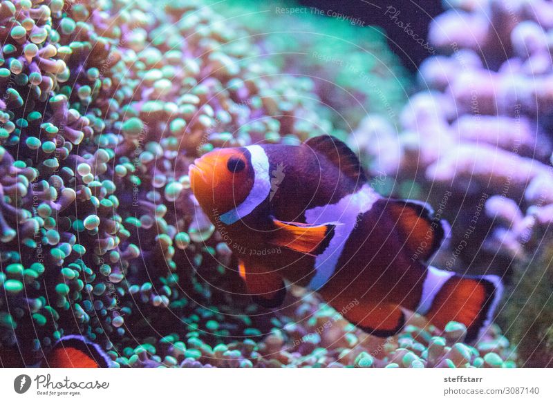 Orange and white clownfish anemonefish Nature Animal Coral reef Wild animal Fish 1 Green White Clown fish saltwater fish Amphiprion marine fish tropical fish