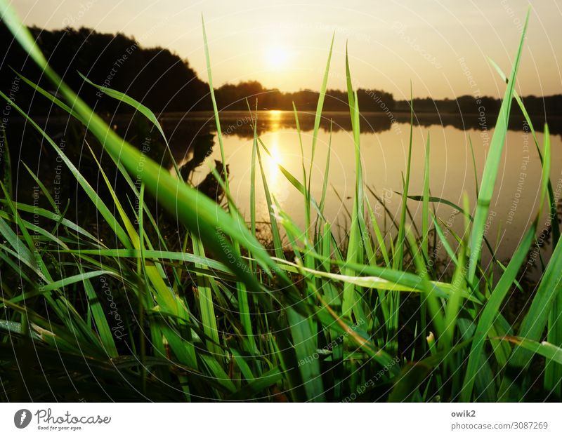 seaweed Environment Nature Landscape Plant Water Horizon Sun Summer Beautiful weather Grass Meadow Lakeside Illuminate Under Calm Far-off places Peaceful Near