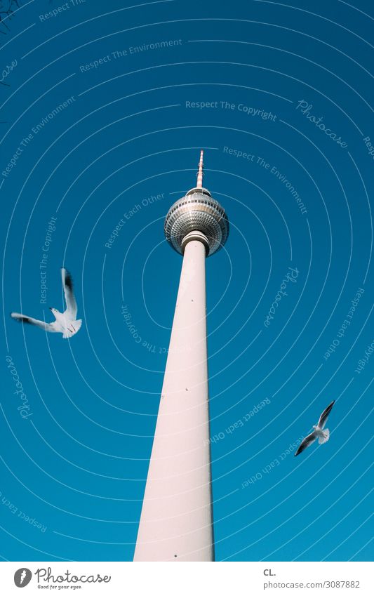 two seagulls Vacation & Travel Tourism Sightseeing City trip Summer vacation Sky Cloudless sky Beautiful weather Berlin Germany Capital city Downtown Deserted