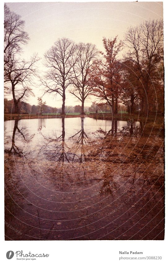 leafless trees Human being Nature Landscape Plant Tree Leaf Park Lake castle park lake Bochum Germany Europe Water Brown Black Autumn Bleak rush autumn walk