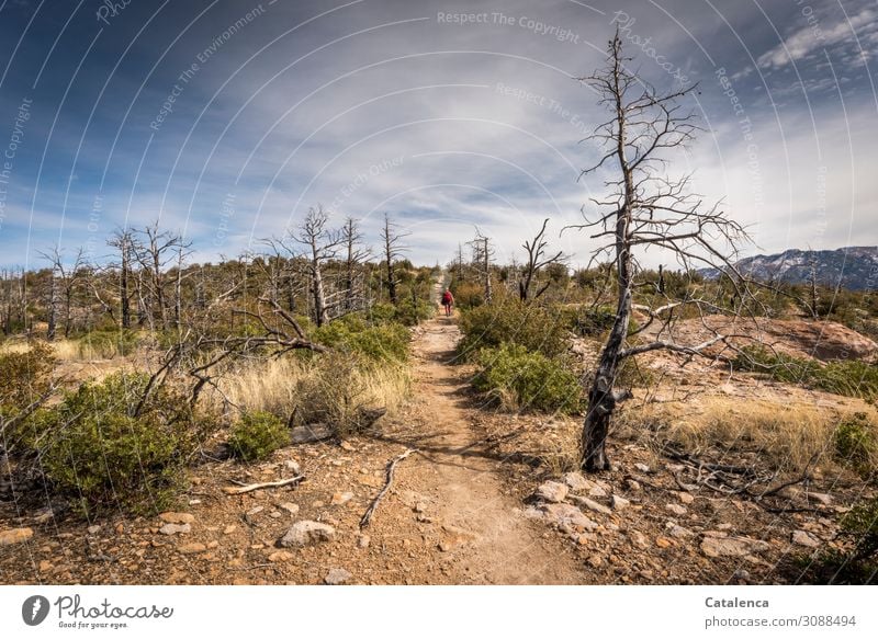 Hiking along paths Androgynous 1 Human being Nature Landscape Plant Earth Sky Clouds Horizon Winter Beautiful weather Drought Tree Grass Bushes Hill Desert