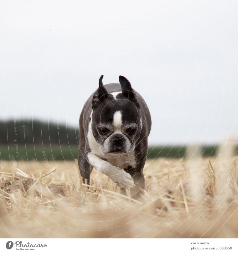 Boston Terrier Angel Animal Pet Dog 1 Walking Contentment Love of animals Serene Calm Nature boston terrier Subdued colour Exterior shot Day Central perspective