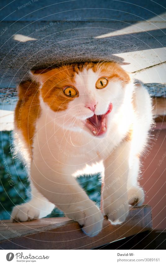 Garfield sends his regards Animal Pet Cat Animal face Pelt Claw Paw 1 Observe Exceptional Brash Contentment Meow Snout Tongue Funny Creativity Crazy Joy Funster
