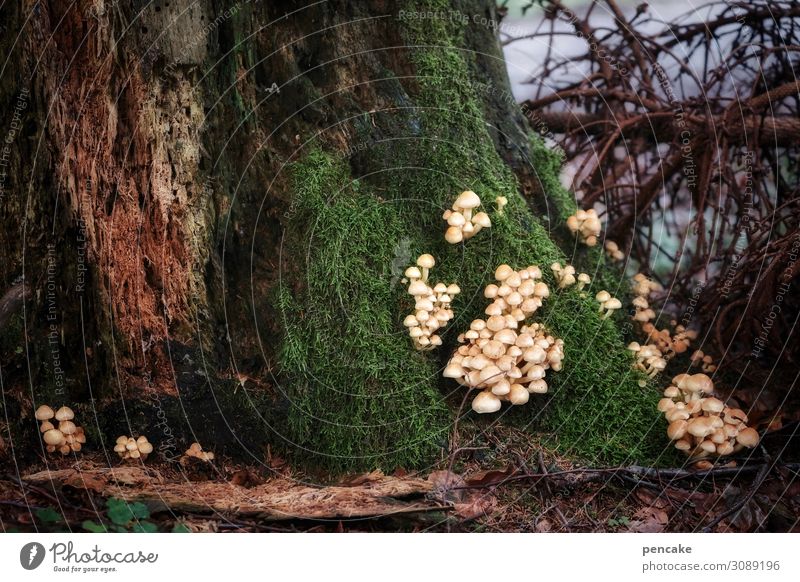 ambush Nature Elements Earth Autumn Tree Bushes Moss Forest Together Astute Mushroom Existence Multiple Many Ambush Scene Dramatic Twigs and branches Growth