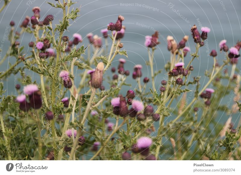 Flowers by the sea Lifestyle Elegant Beautiful Vacation & Travel Tourism Trip Environment Nature Landscape Plant Grass Beach Blossoming Growth Violet Moody