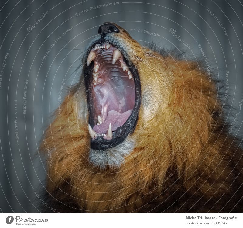 Yawning Lion Nature Animal Sunlight Wild animal Animal face Pelt Lion's mane Head Muzzle Set of teeth Tongue Jaw 1 Relaxation Sleep Threat Gigantic Near Yellow