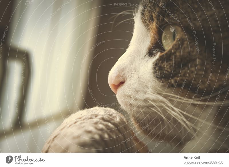 Hangover in profile Animal Pet Cat Animal face 1 Anticipation Trust Warm-heartedness Love Love of animals Dedication Attentive Patient Colour photo
